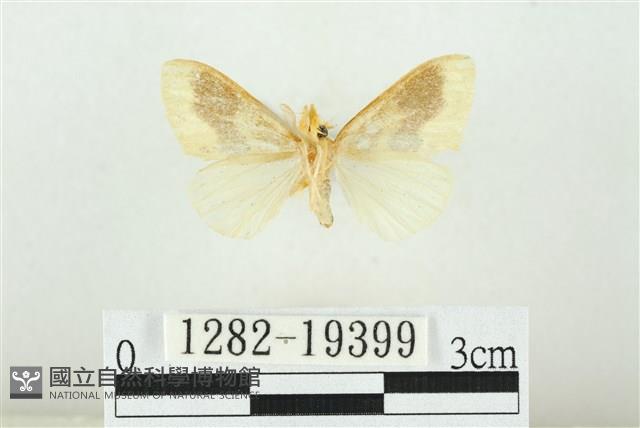 寬紋黃毒蛾藏品圖，第2張