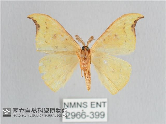 彎黑黃鉤蛾藏品圖，第2張