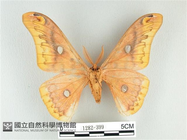 銀目天蠶蛾藏品圖，第2張