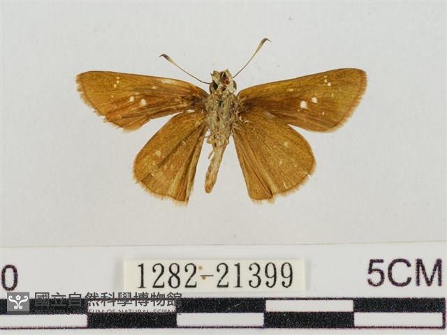 假禾弄蝶藏品圖，第2張