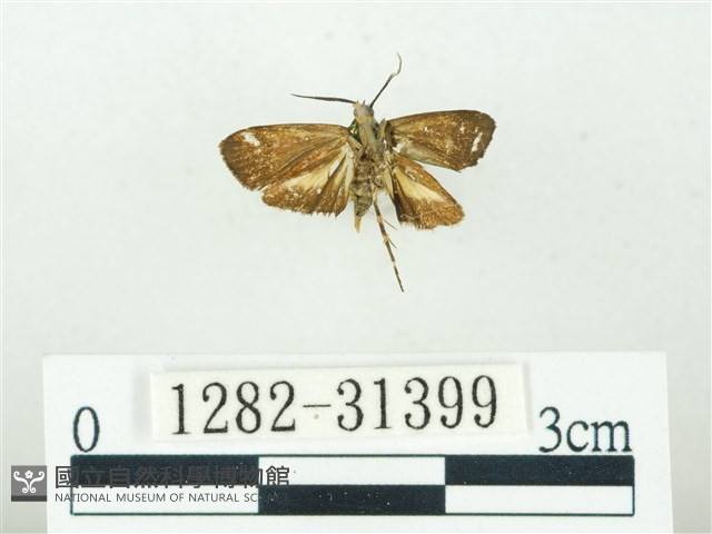 叉紋閃舞蛾藏品圖，第2張