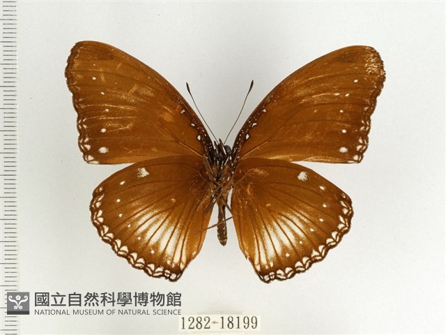 端紫幻蛺蝶藏品圖，第2張