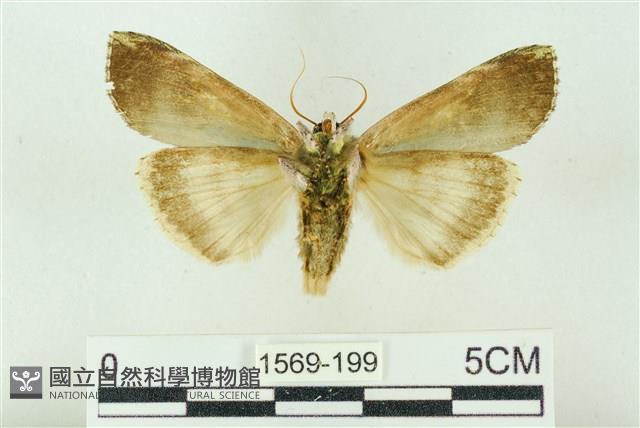 粉太波紋蛾藏品圖，第2張