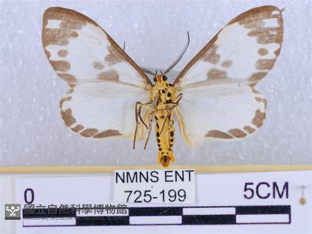 後凸蝶燈蛾藏品圖，第2張