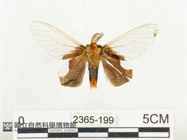 榕透翅毒蛾藏品圖，第2張