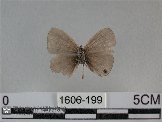 波灰蝶藏品圖，第2張