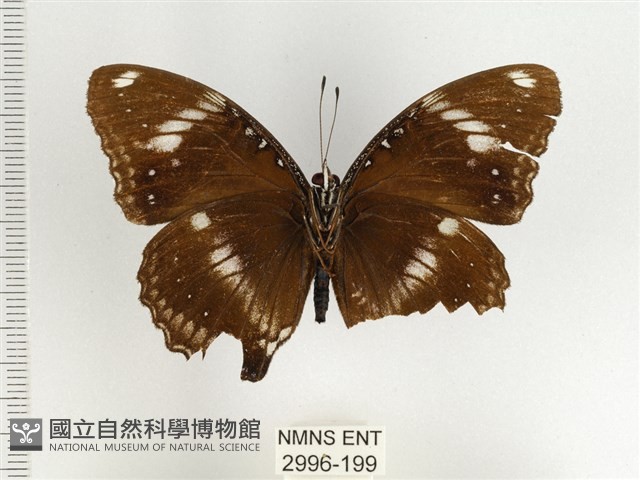 幻蛺蝶大陸亞種藏品圖，第2張