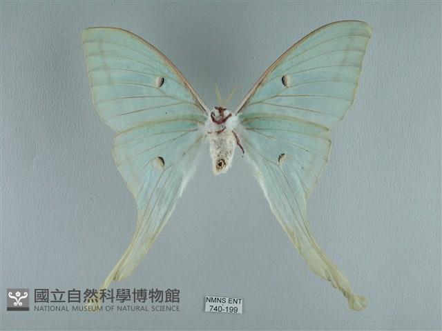 長尾水青蛾藏品圖，第2張