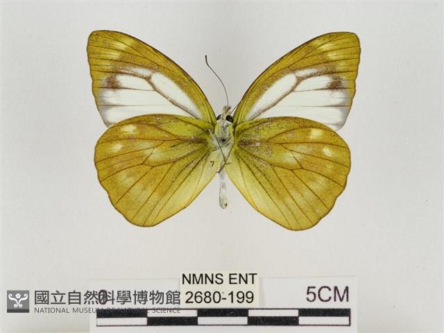 淡褐脈粉蝶藏品圖，第2張