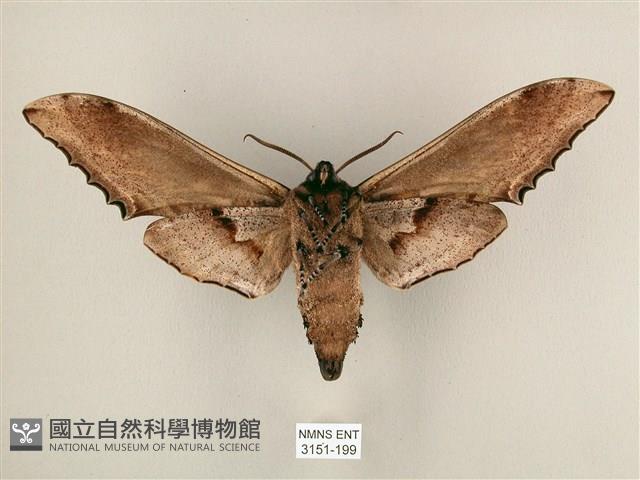 臺灣鋸翅天蛾藏品圖，第2張