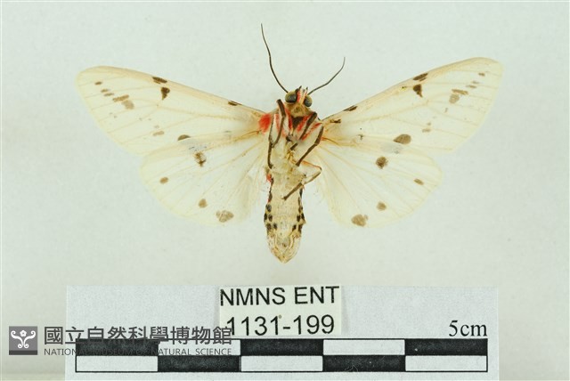 菊池污燈蛾藏品圖，第2張