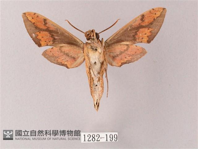 臺灣白肩天蛾藏品圖，第2張