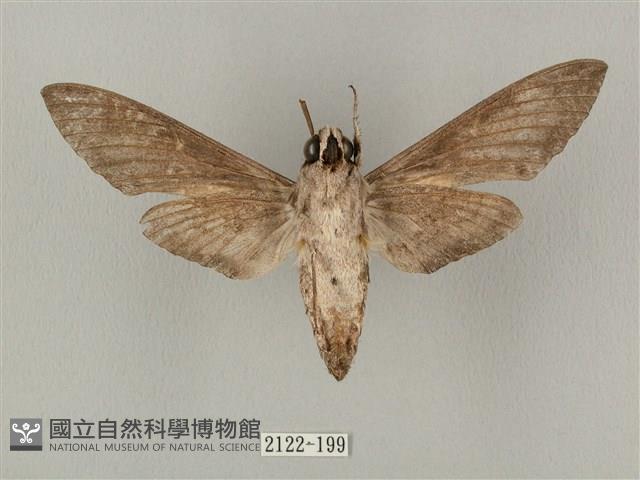 蝦殼天蛾藏品圖，第2張