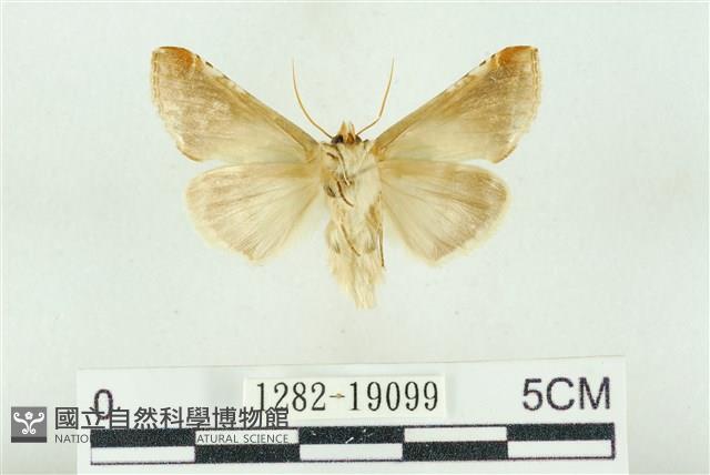 印華波紋蛾藏品圖，第2張