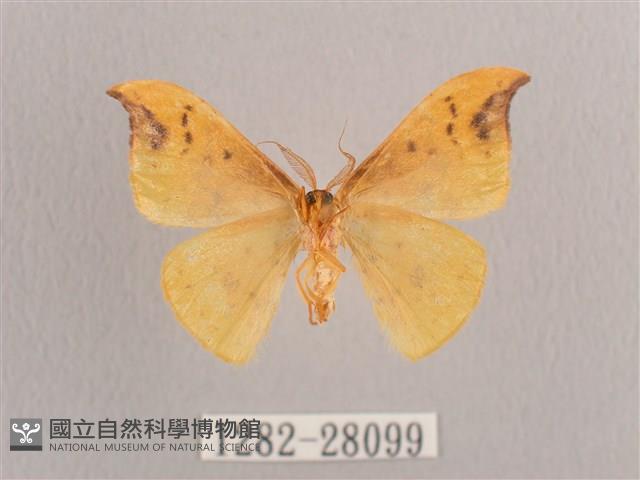 銀斑黃鉤蛾藏品圖，第2張