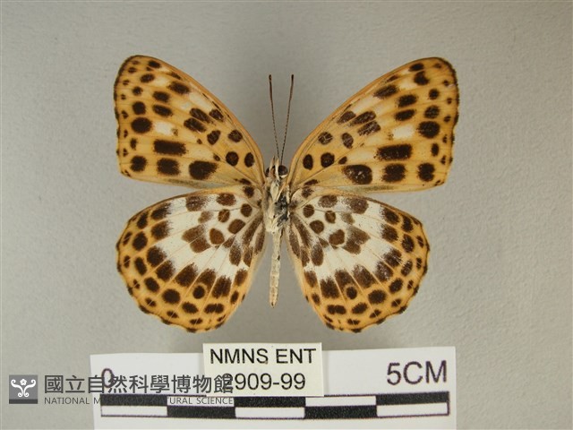 白裳貓蛺蝶藏品圖，第2張