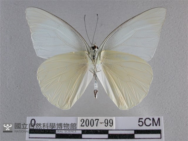 尖翅尖粉蝶藏品圖，第2張