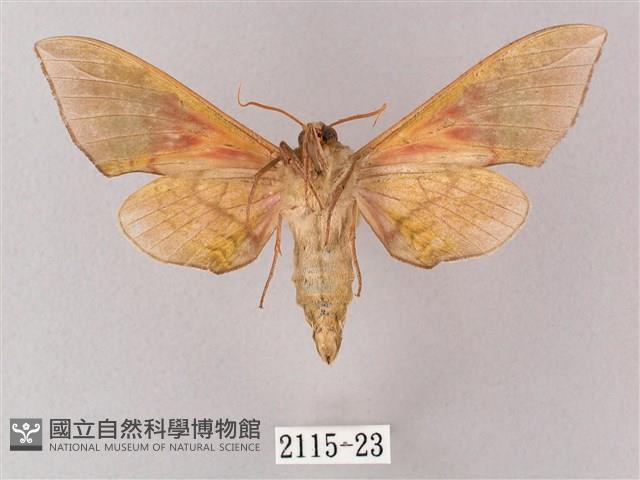 榆綠天蛾藏品圖，第2張