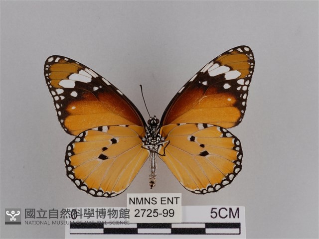 樺斑蝶藏品圖，第2張