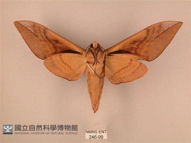 波紋豆天蛾藏品圖，第2張