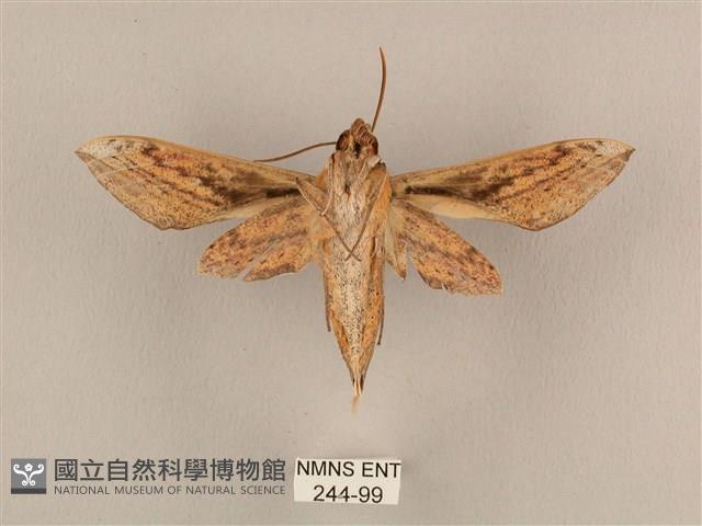 背線天蛾藏品圖，第2張