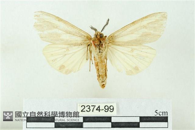 赭新污燈蛾藏品圖，第2張