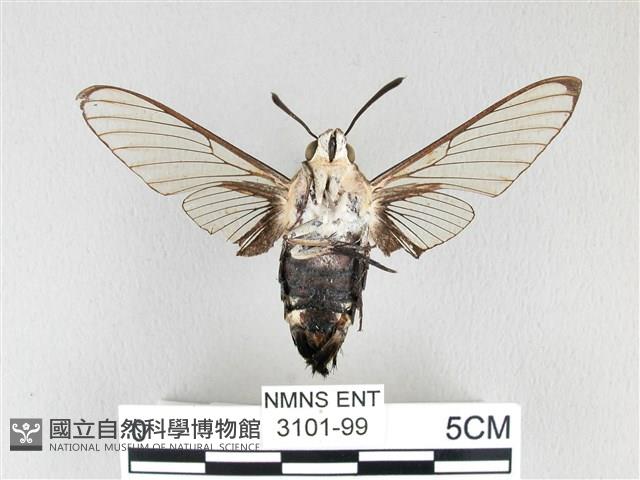 大透翅天蛾藏品圖，第2張