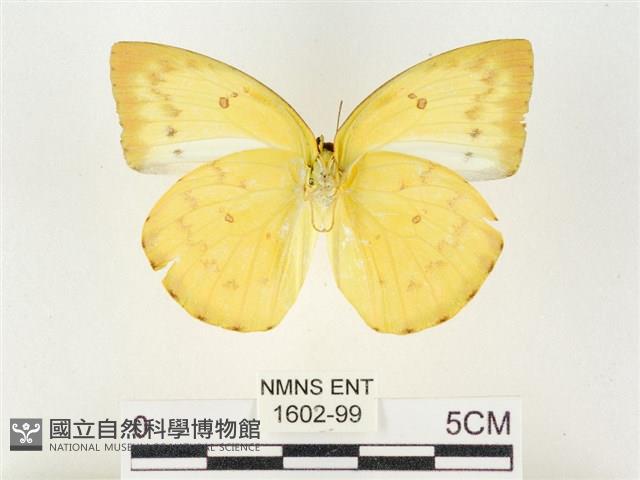 黃裙遷粉蝶藏品圖，第2張