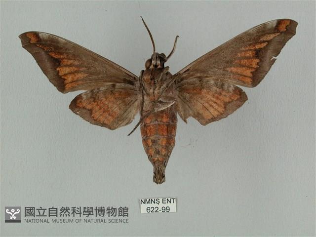 全緣缺角天蛾藏品圖，第2張