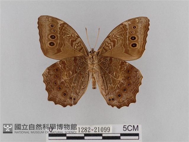 褐翅蔭眼蝶藏品圖，第2張