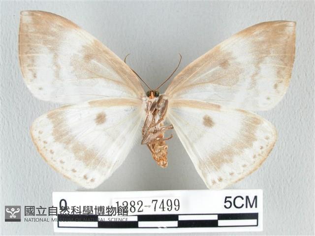 圓翅大鉤蛾藏品圖，第2張