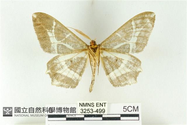 樹形尺蛾藏品圖，第2張