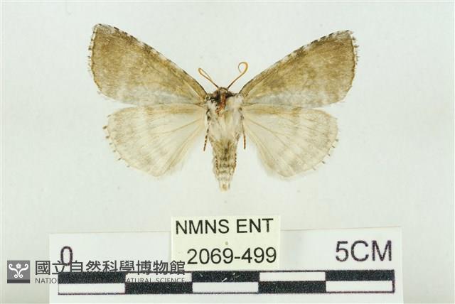 臺灣銀斑異波紋蛾藏品圖，第2張