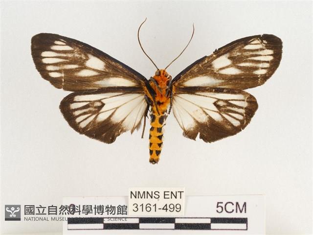 巨網燈蛾藏品圖，第2張