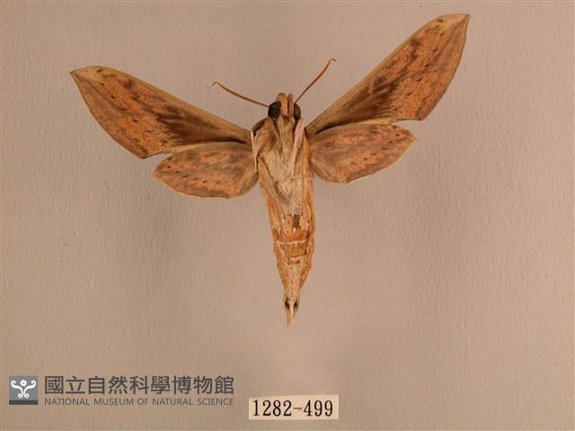 背線天蛾藏品圖，第2張