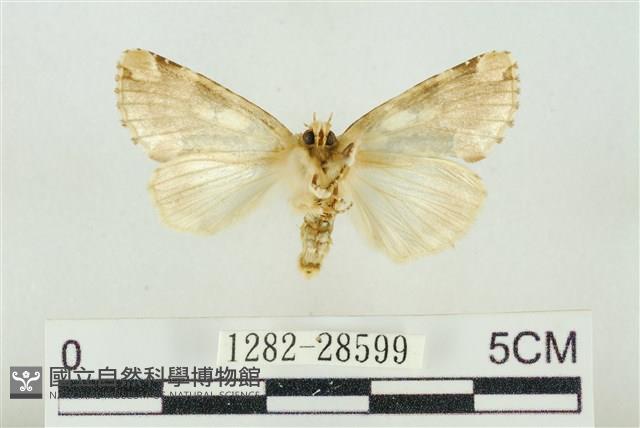 連珠波紋蛾藏品圖，第2張