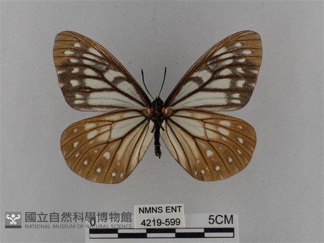 臺灣絹蛺蝶藏品圖，第2張