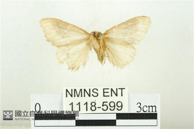 寬紋黃毒蛾藏品圖，第2張