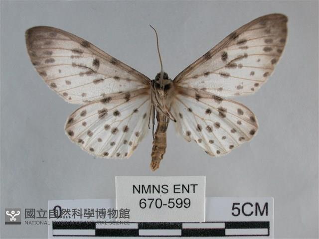 大胡麻斑星尺蛾藏品圖，第2張