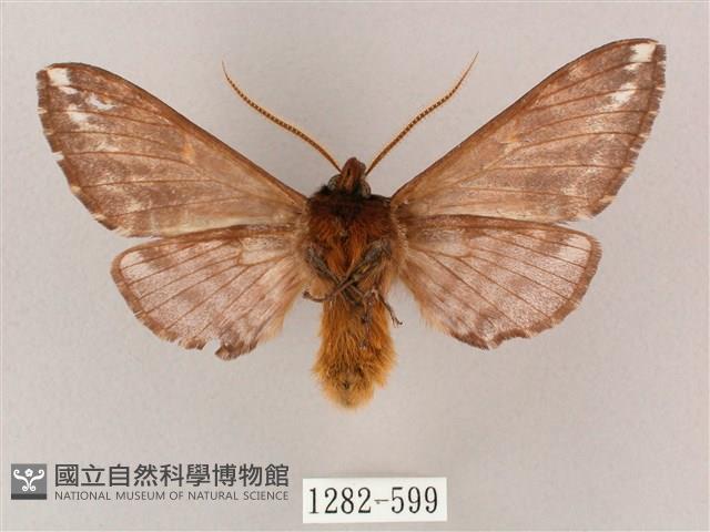 井上氏絨毛天蛾藏品圖，第2張