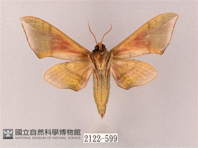 榆綠天蛾藏品圖，第2張