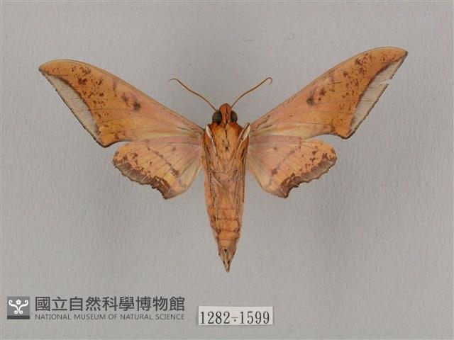 廣東鷹翅天蛾藏品圖，第2張