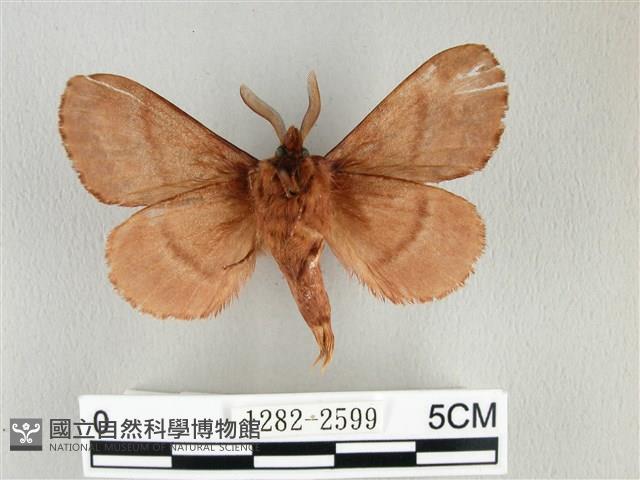 鋸紋枯葉蛾藏品圖，第2張