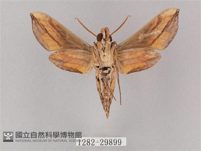 斜綠天蛾藏品圖，第2張