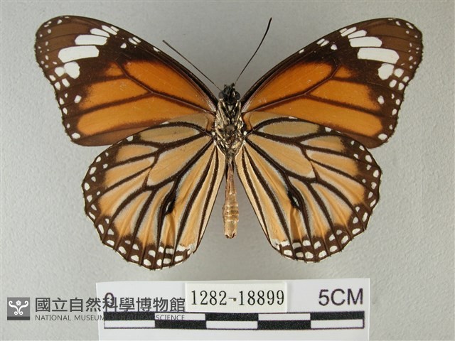 黑脈樺斑蝶藏品圖，第2張