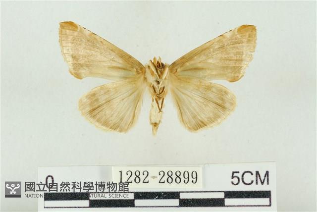 印華波紋蛾藏品圖，第2張