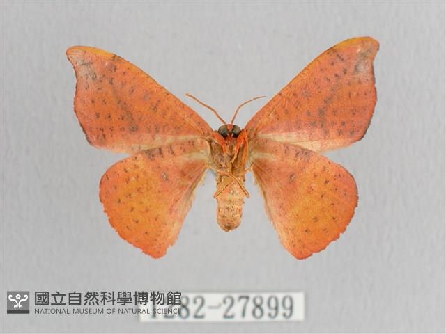 接骨木帶鉤蛾藏品圖，第2張