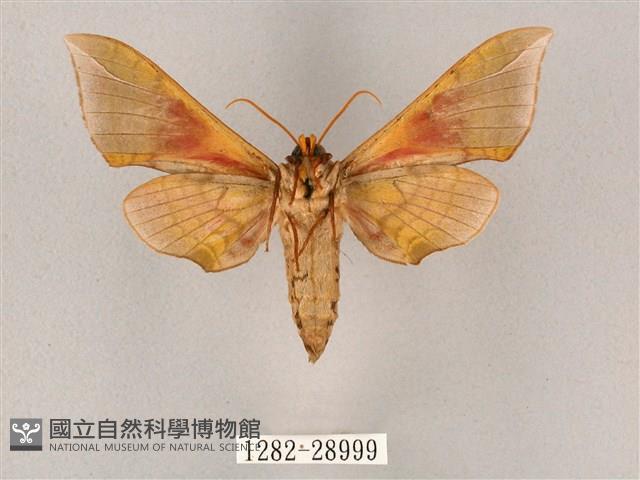 榆綠天蛾藏品圖，第2張