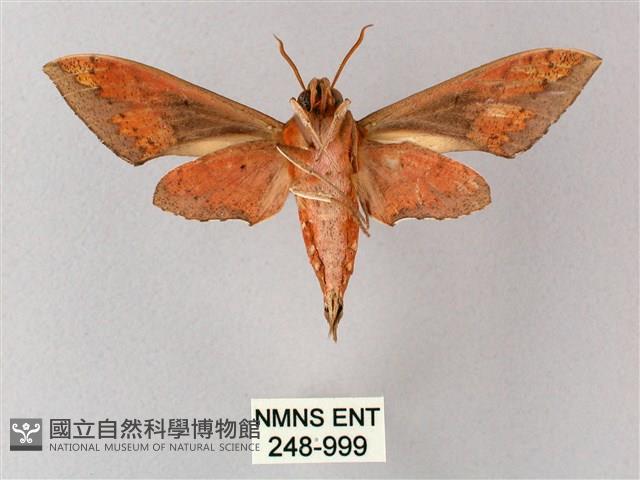 雙斑白肩天蛾藏品圖，第2張