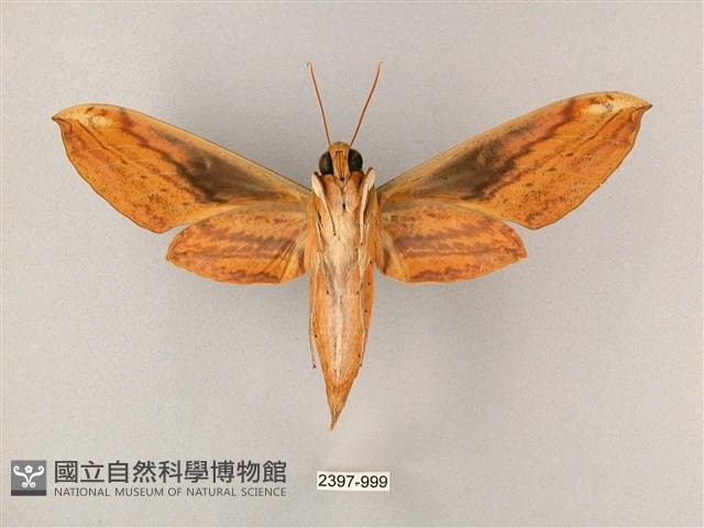 綠背斜紋天蛾藏品圖，第2張